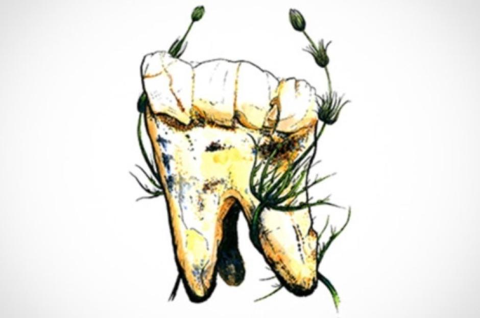 Los isótopos de nitrógeno en el esmalte dental no muestran evidencia de consumo de carne en Australopithecus
REMITIDA / HANDOUT por UNIVERSIDAD DE WITWATERSRAND
Fotografía remitida a medios de comunicación exclusivamente para ilustrar la noticia a la que hace referencia la imagen, y citando la procedencia de la imagen en la firma
20/1/2025