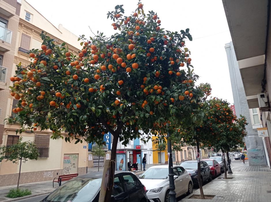 Un naranjo, en la calle Sagunto de Valencia