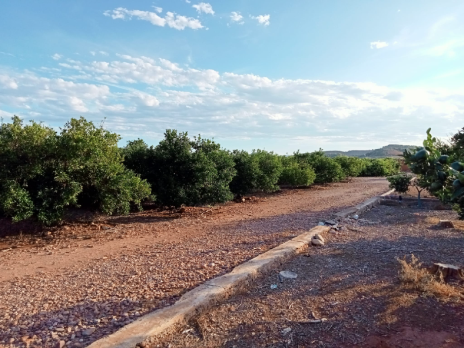 Tierras donde se ubicará el proyecto Arada Solar