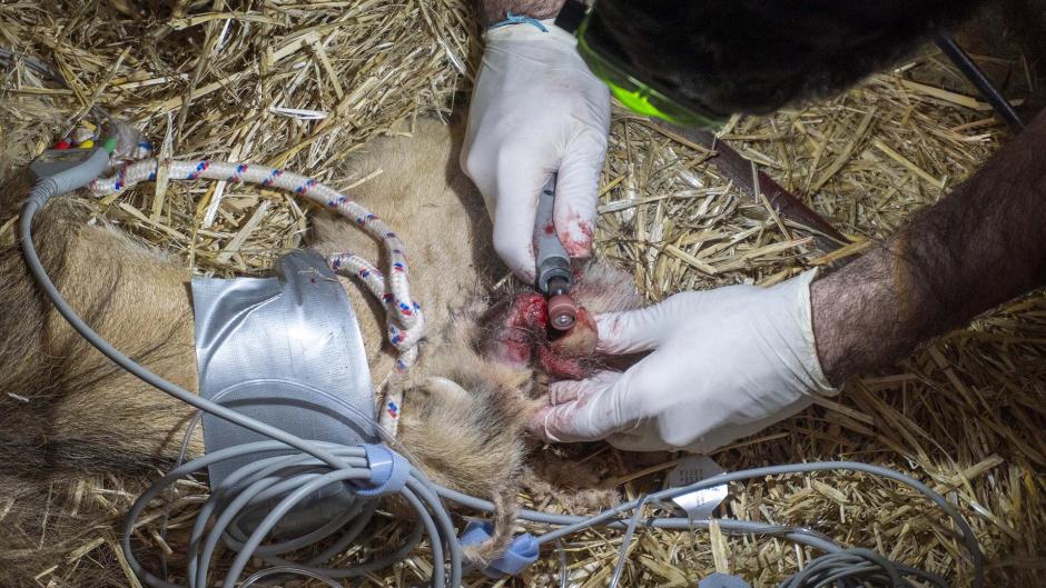 Intervención veterinaria a Lugango en las instalaciones interiores del BIOPARC, en Valencia