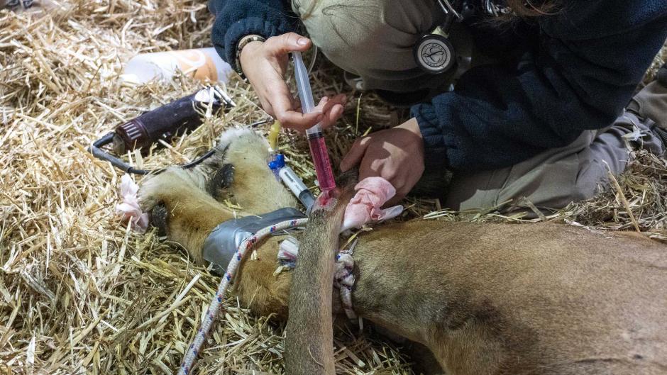 Intervención veterinaria a Lugango en las instalaciones interiores del BIOPARC, en Valencia