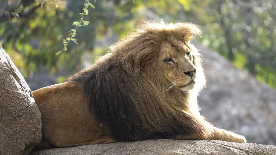 El león Lubango en el BIOPARC, en Valencia