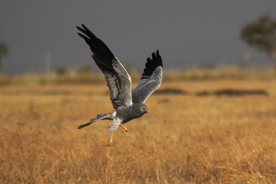 Imagen de archivo de un ave Circus pygargus, conocida como aguilucho cenizo