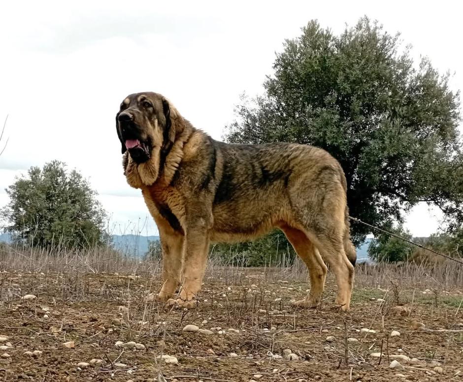 Ejemplar de mastín español