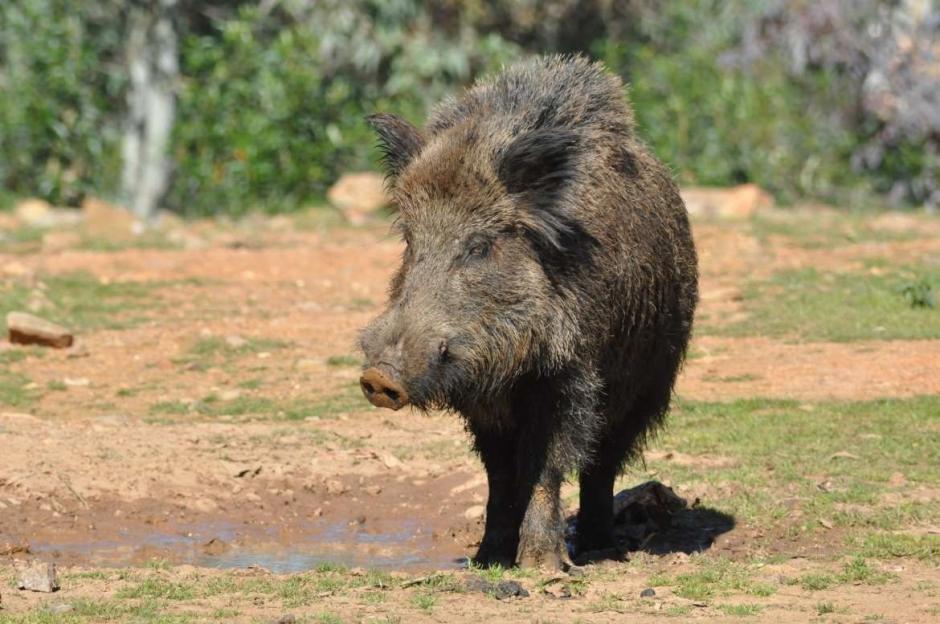 Jabalí en España