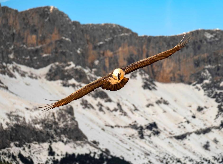 Un ejemplar de quebrantahuesos en Picos de Europa
REMITIDA / HANDOUT por REDEIA
Fotografía remitida a medios de comunicación exclusivamente para ilustrar la noticia a la que hace referencia la imagen, y citando la procedencia de la imagen en la firma
04/3/2025