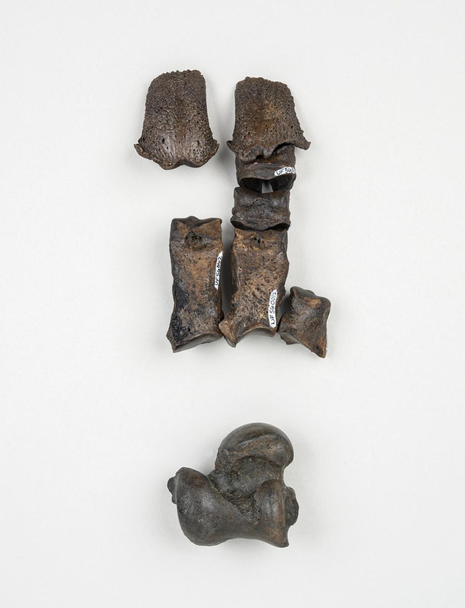 Fósiles de Holmesina, una especie armadillo gigante