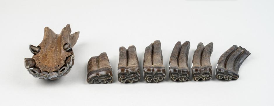 Fósiles de caballos recuperados del río Steinhatchee