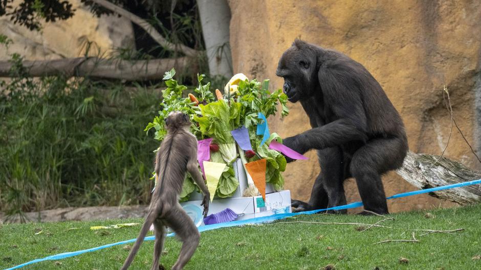 La-familia-de-gorilas-de-BIOPARC-Valencia-celebra-el-6-cumpleanos-de-Felix-con-una-fiesta