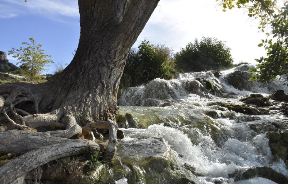 Un árbol en medio de las lagunas