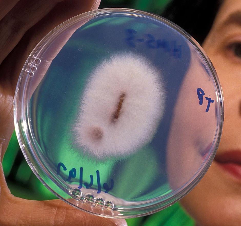 Cepa de Fusarium oxysporum