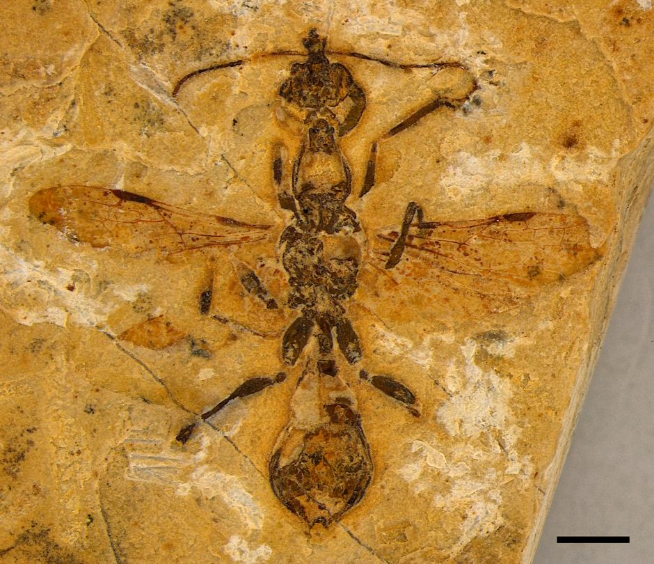 Fotografías que muestran detalles de Vulcanidris cratensis