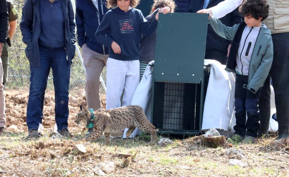 Suelta de linces en la provincia de Palencia