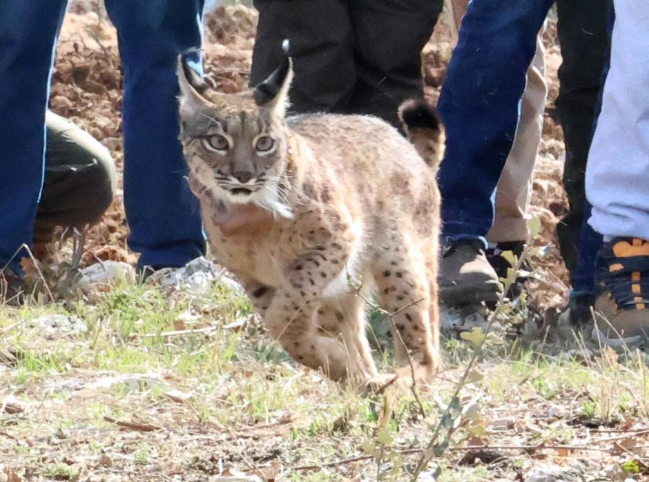 Uno de los linces ibéricos del en el Cerrato palentino
