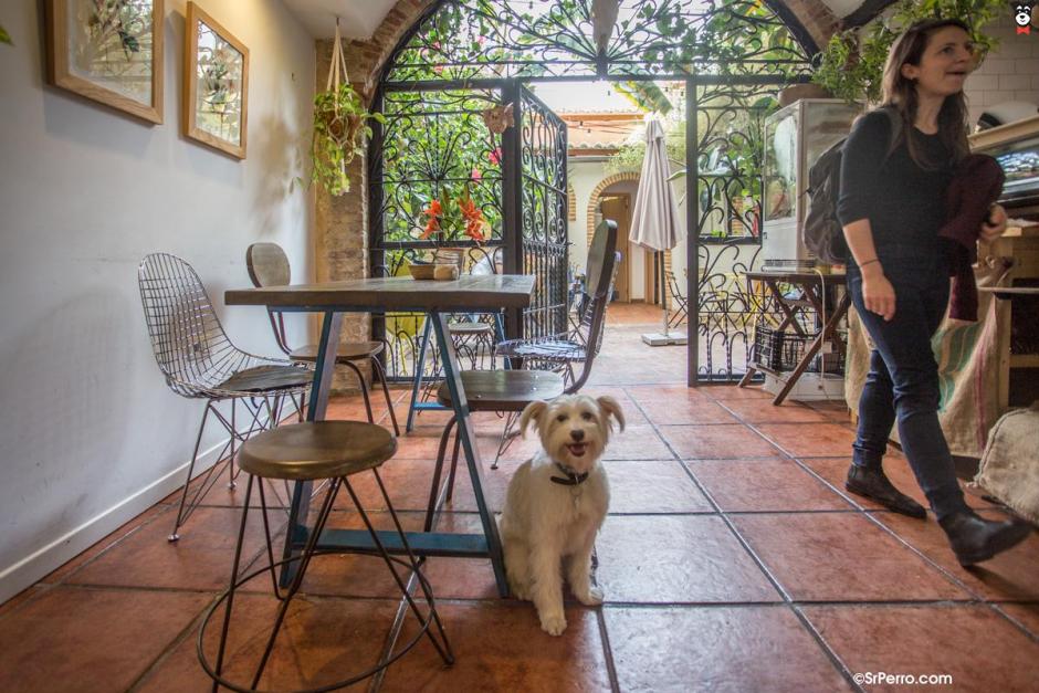 Estos son los mejores locales donde es posible salir a comer con tu mascota en Valencia