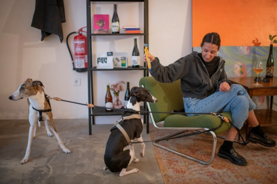 Estos son los mejores locales donde es posible salir a comer con tu mascota en Valencia
