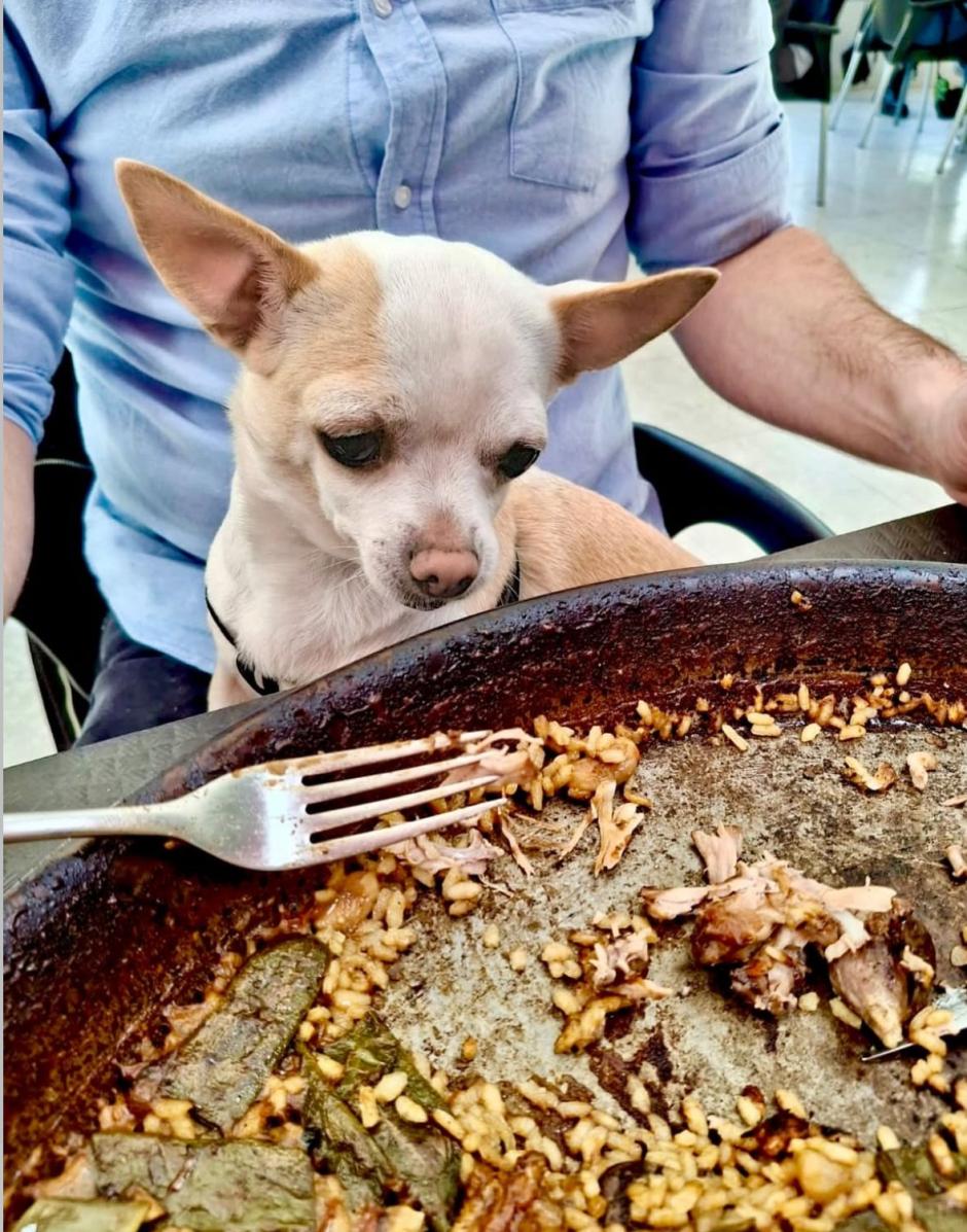Estos son los mejores locales donde es posible salir a comer con tu mascota en Valencia
