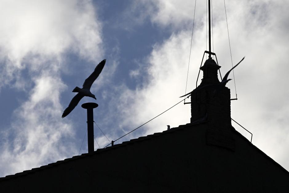 Dos gaviota sobrevuelan la chimenea de la Capilla Sixtina