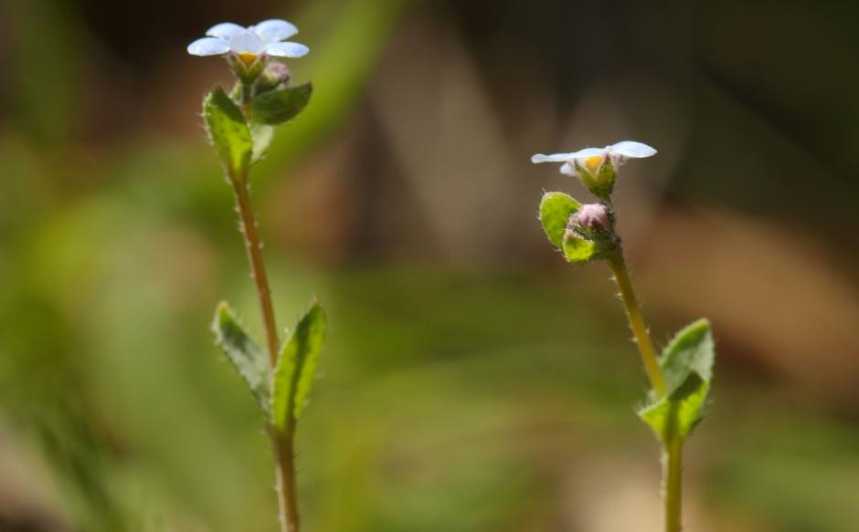 Primer plano de la especie vegetal 'Nomevés', redescubierta en Sevilla tras 42 años dada por extinguida