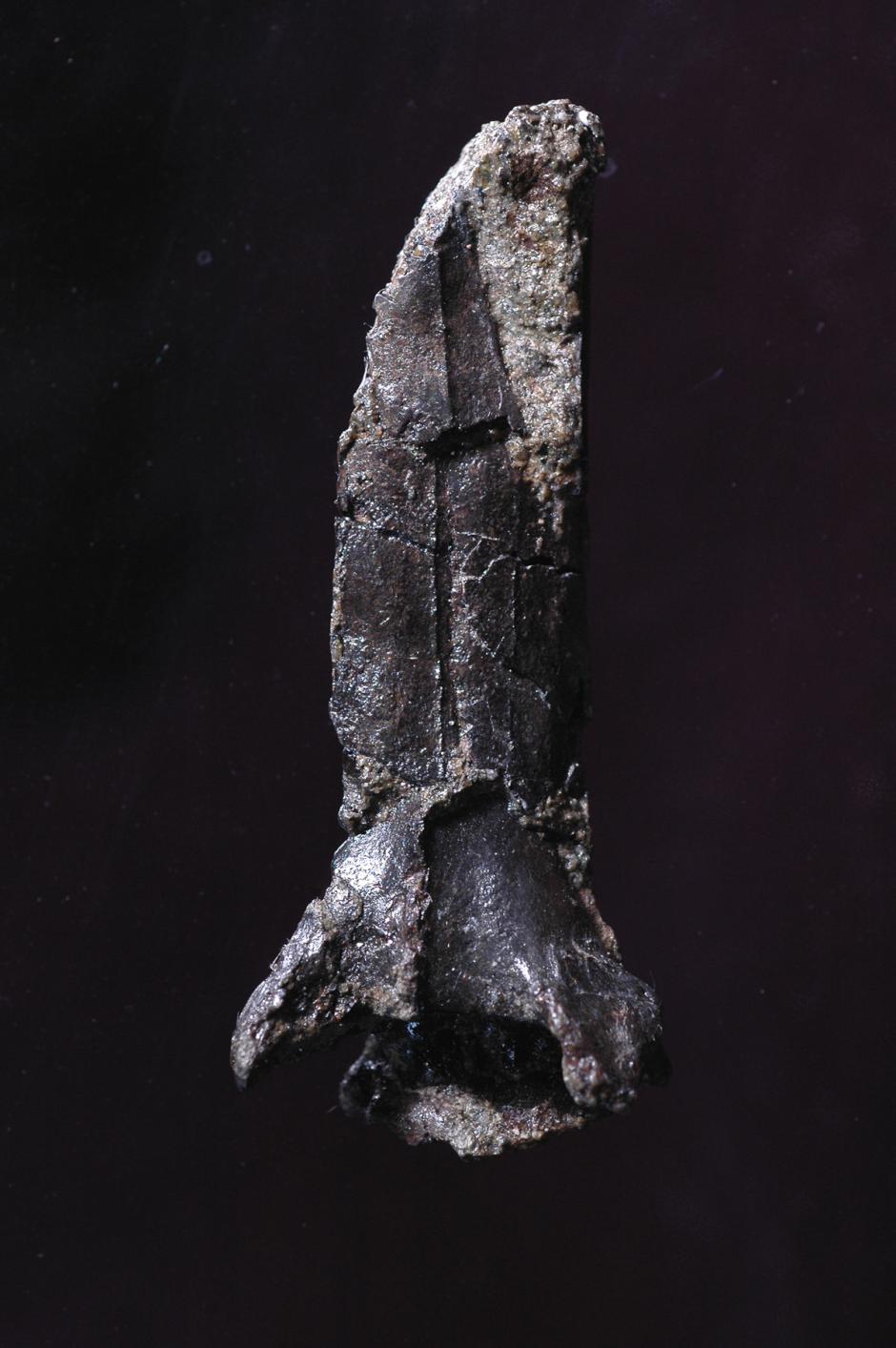 Fósil de la especie Nipponopterus mifunensis