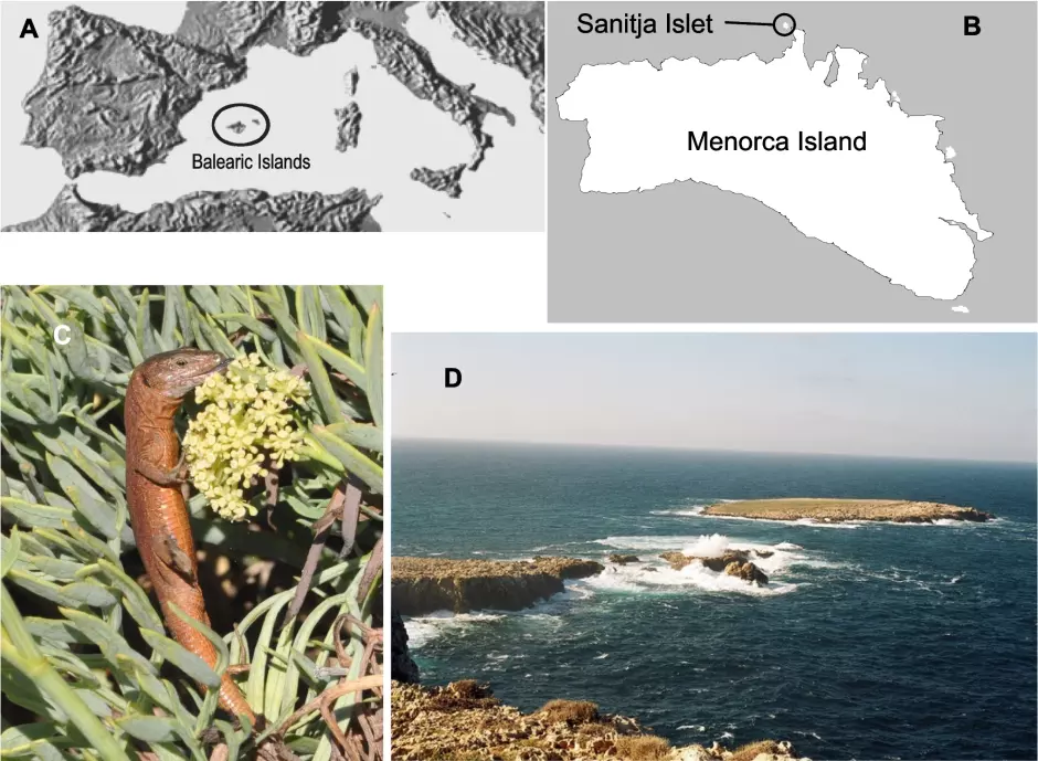 Efectos de la introducción de un herbívoro en un lagarto en peligro de extinción
