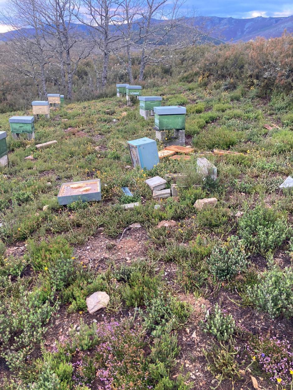 Zona de apicultura donde se habría producido un ataque de oso