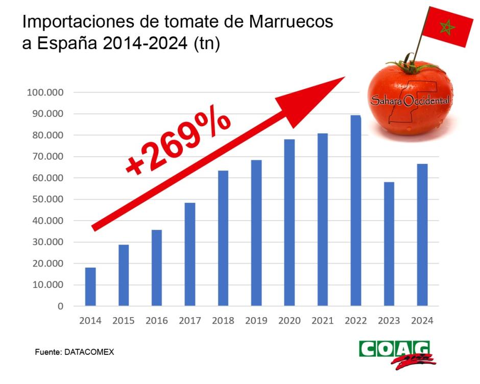 Importaciones de tomate de Marruecos a España 2014-2024 (t)