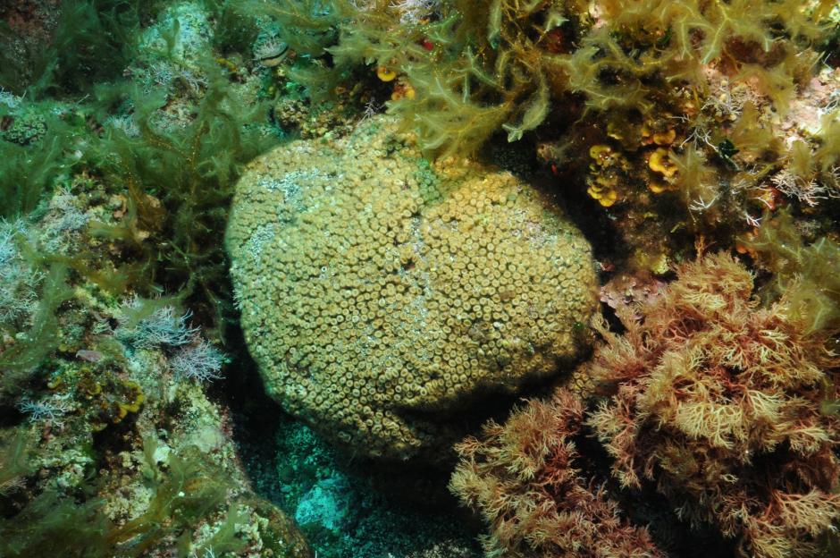 Cladocora caespitosa