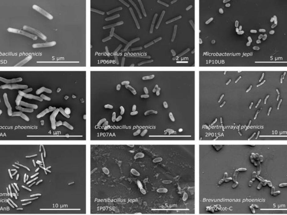 Microorganismos encontrados en el módulo Phoenix
