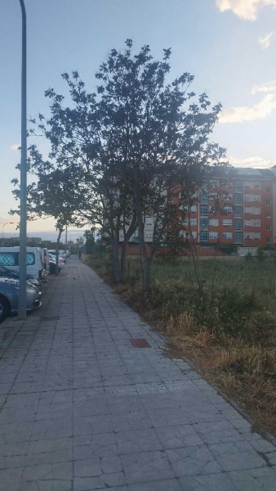 Un ailanto en la avenida de Valladolid de Zamora