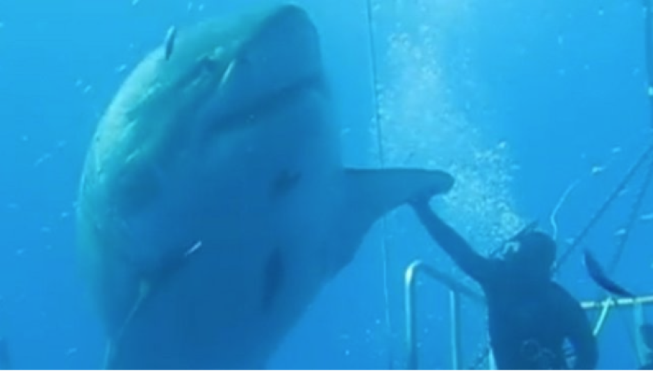 Imagen de 'Deep Blue', el ejemplar de tiburón blanco hembra de más de 6 metros de largo y cerca de 50 años