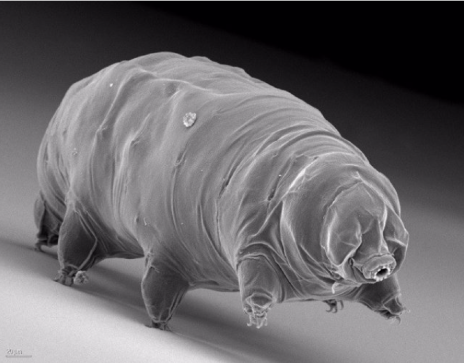 Vista microscópica del oso de agua