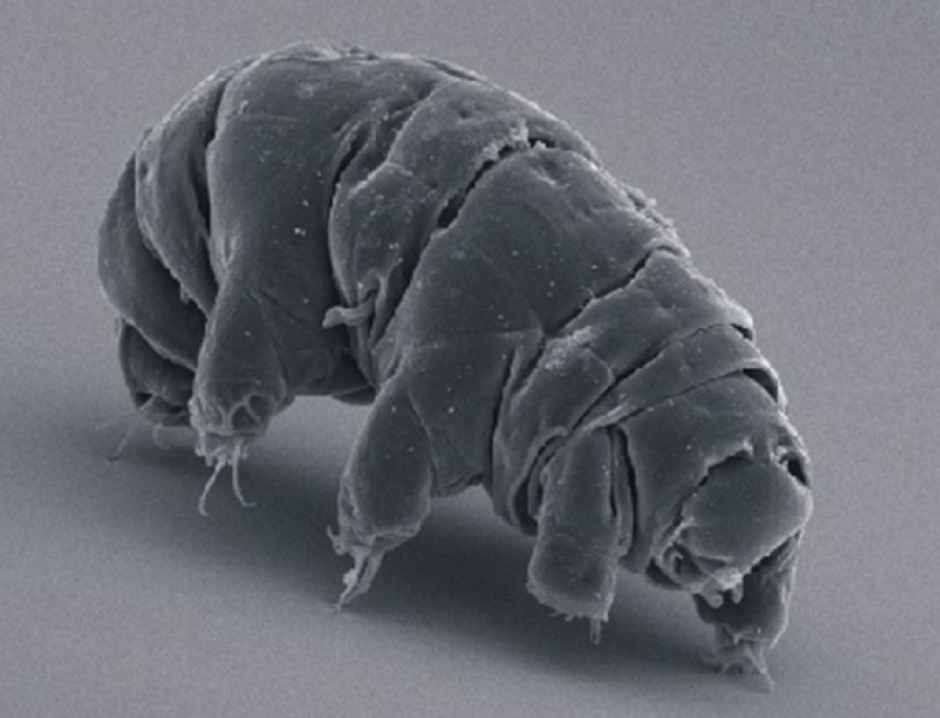 Imagen de un tardígrado, también conocido como oso de agua