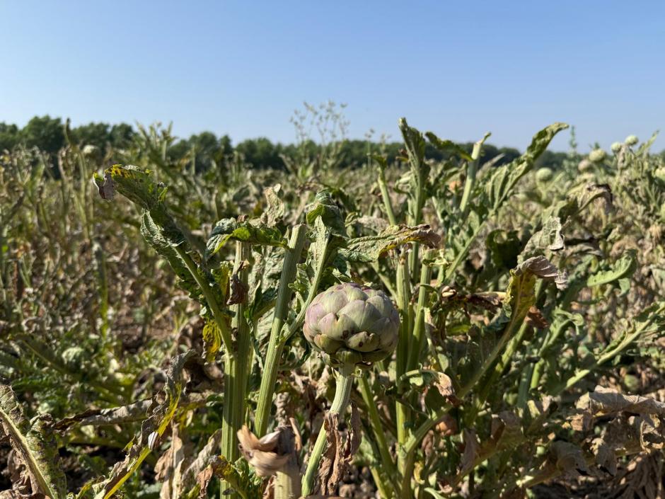 Los agroasesores son una pieza clave en la agricultura madrileña