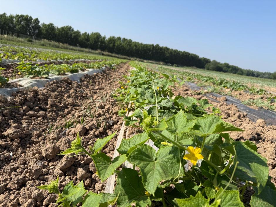 Los agroasesores son una pieza clave en la agricultura madrileña