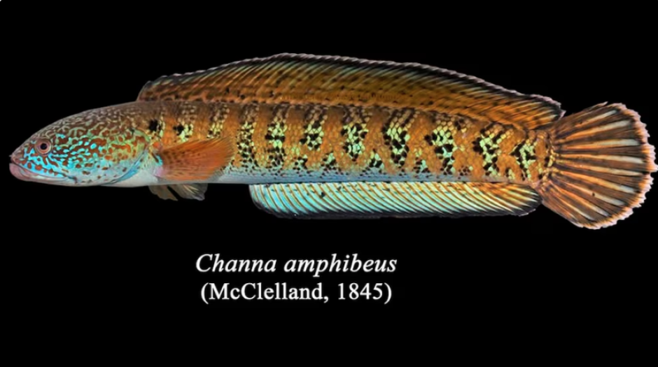 Pez Chel snakehead, científicamente conocido como Channa amphibeus