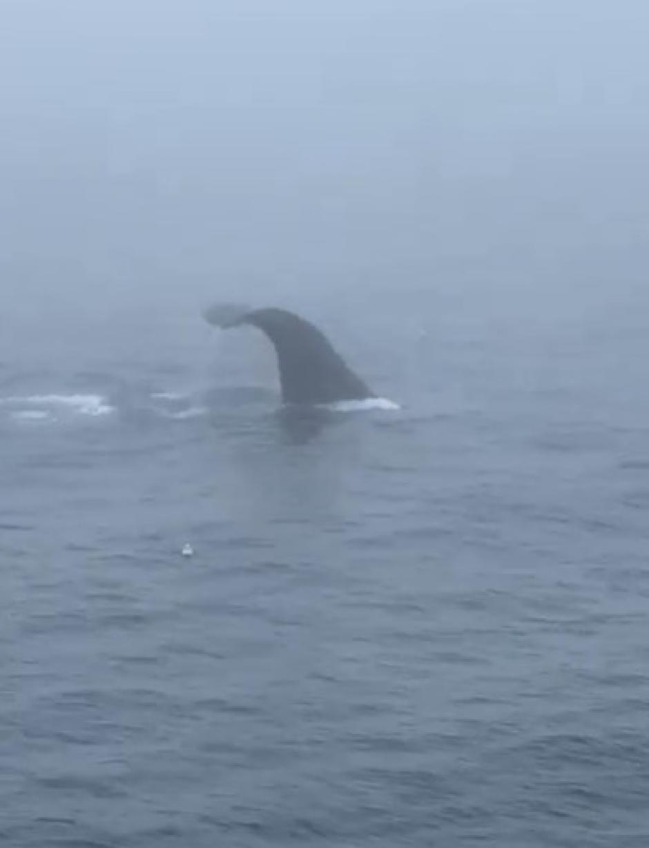 Una ballena parece saludar con su cola al patrullero español Arnomendi en aguas de Terranova