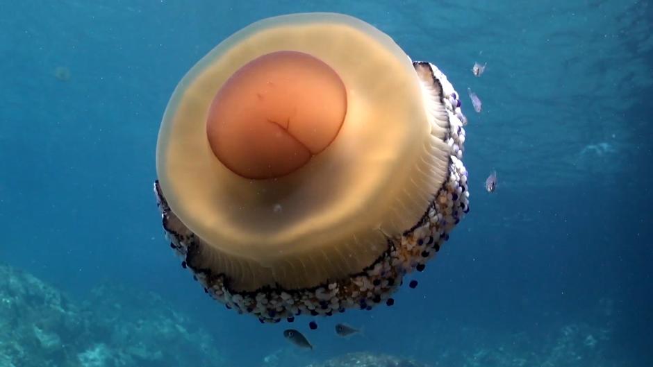 Imagen de archivo de una medusa tipo 'huevo frito', una especie común en el Mediterráneo