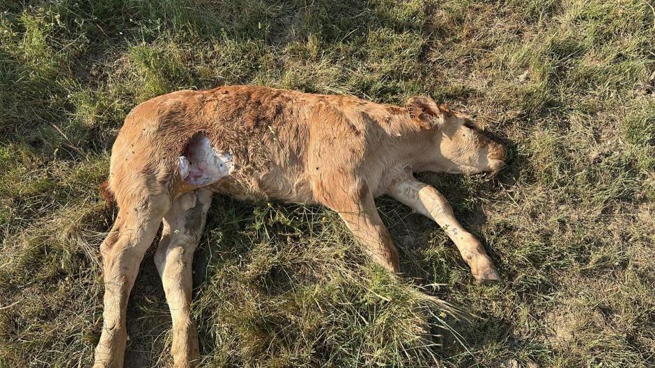 Un ternero muerto tras un ataque de buitres en Salamanca