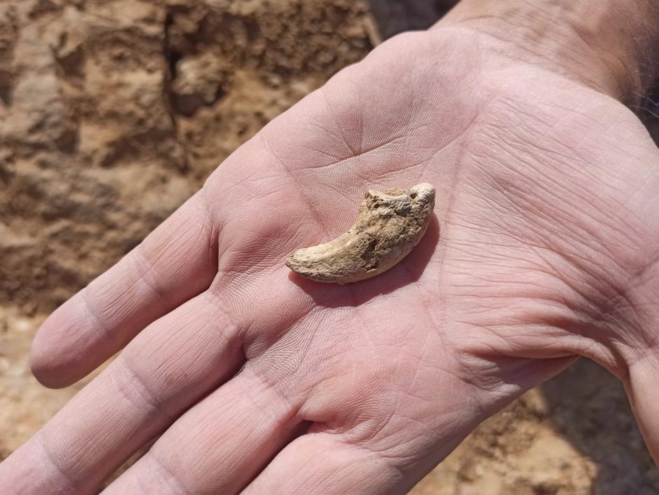 Diente del cocodrilo prehistórico hallado en Zamora
