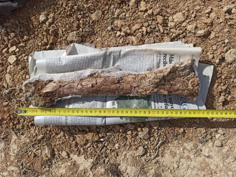 Tamaño de uno de los huesos del cocodrilo de hace 40 millones de años encontrado en Zamora