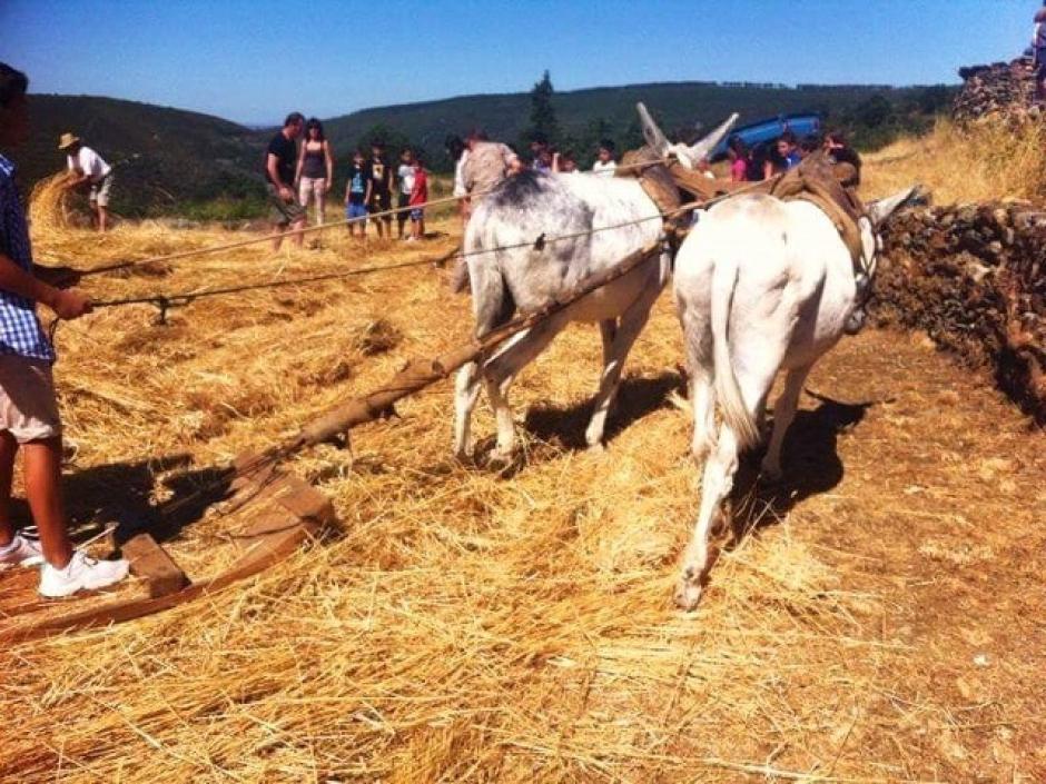 Día de la trilla, en Monsagro, Soria