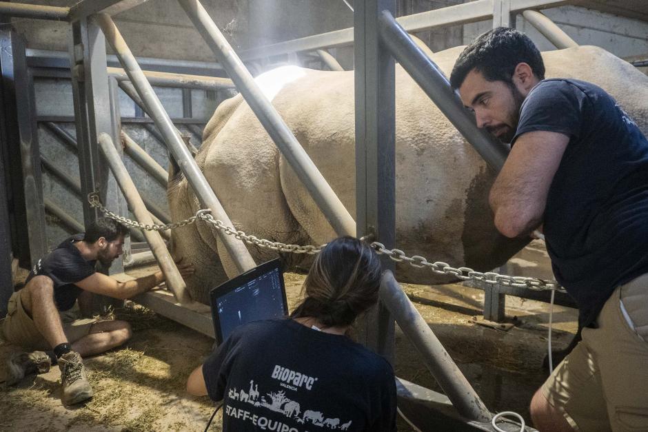 Imagen del equipo técnico de cuidado animal de Bioparc Valencia durante una ecografía a la hembra de rinoceronte Kwanza