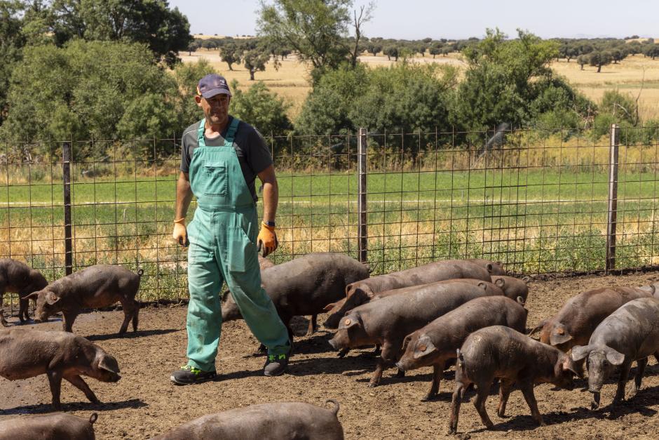 Bernardo García, con sus cerdos, en Salamanca