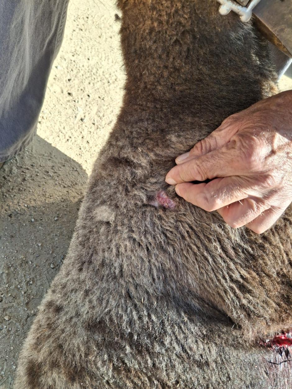 Oveja herida por un lobo en Guadalix de la Sierra (Madrid)