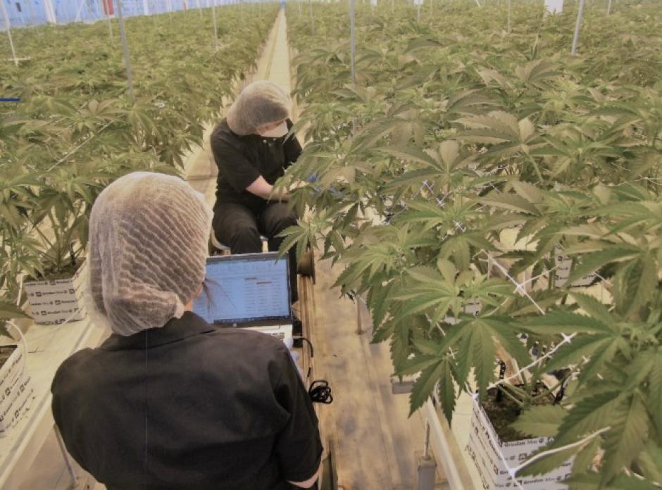 Plantación de marihuana legal en Soria