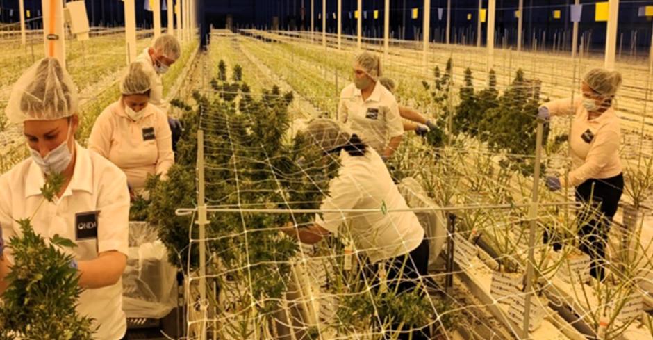 Invernadero de cannabis, en Garray