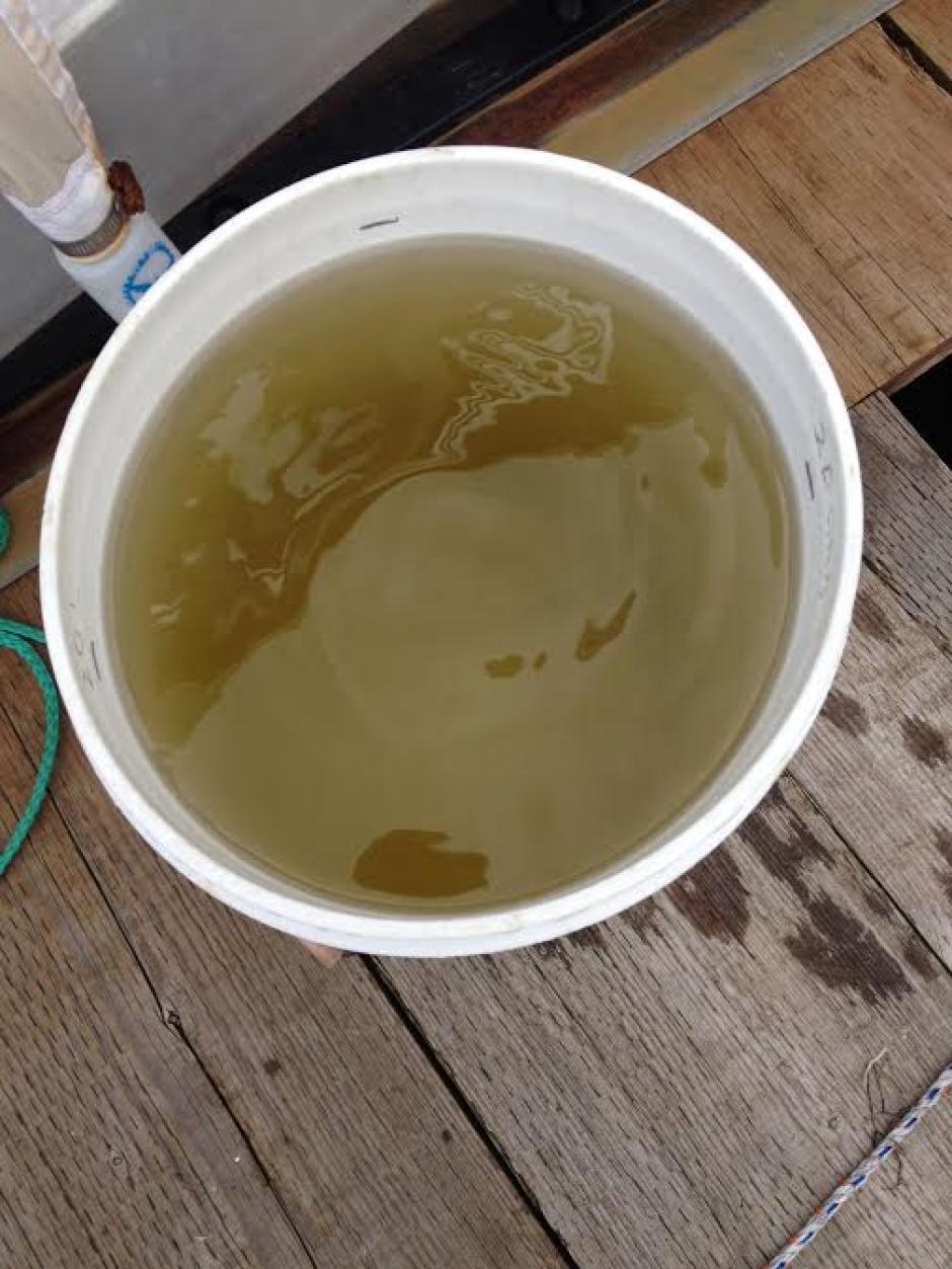 Un cubo con agua contaminada por el alga