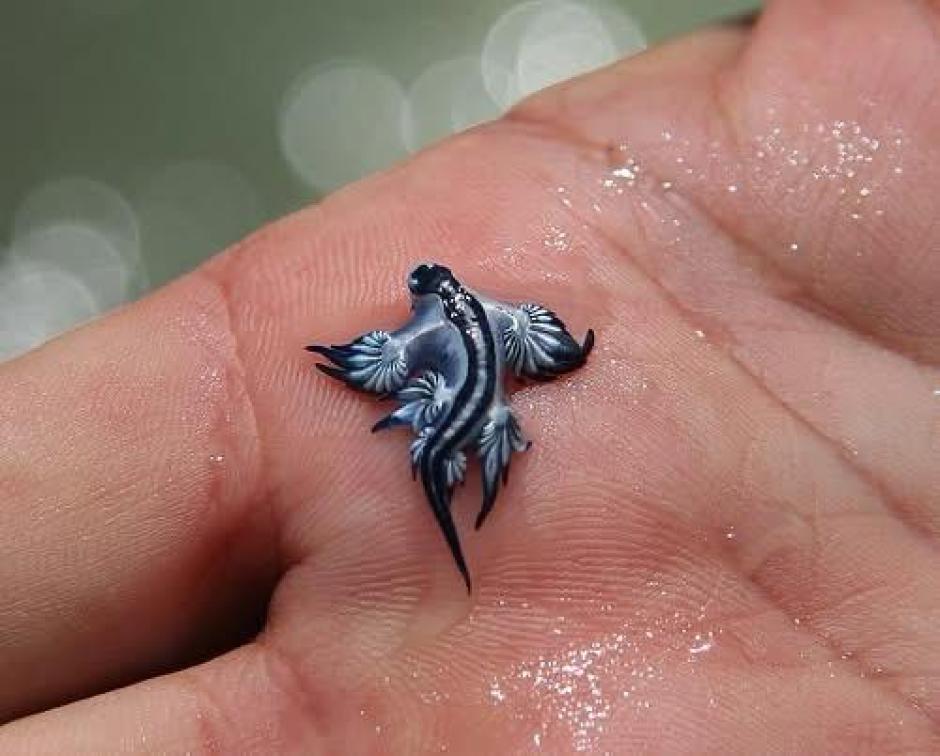 Imagen del ejemplar de Dragón Azul encontrado en la playa de Canet d'en Berenguer compartido por el Consistorio en sus redes sociales
