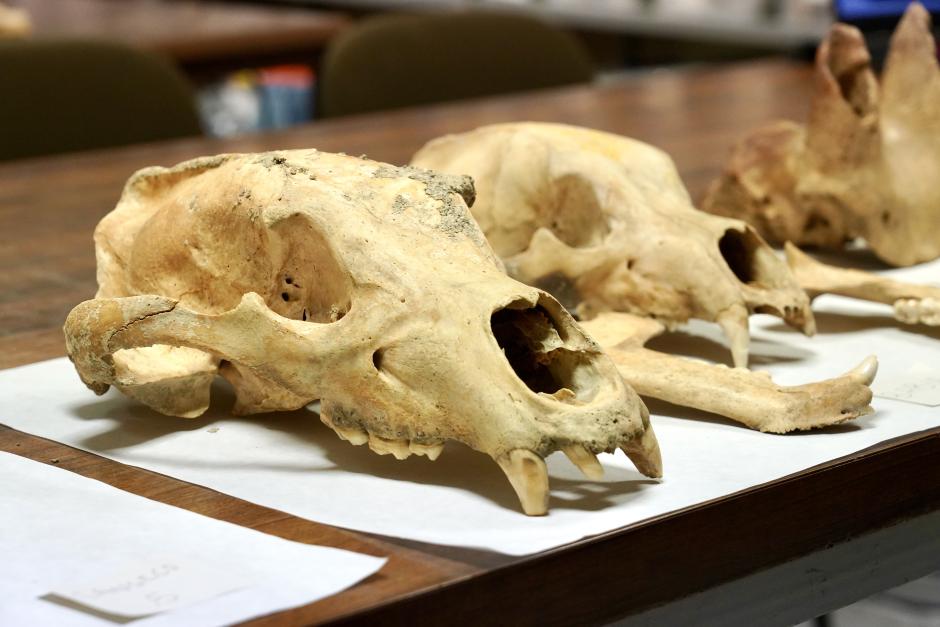 Investigadores de la Universidad de León y del Museo Nacional de Ciencias Naturales presentan la primera Campaña de recuperación de restos de fauna del Cuaternario en cuevas de la provincia